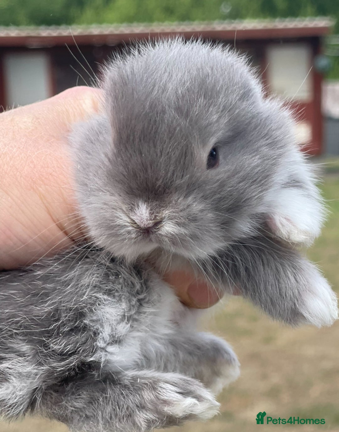 Mini Lop rabbits for sale: Baby mini lops ready to reserve !! - Image 18