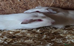 Guinea Pig rodents for sale: Baby guinea pigs - Image 2