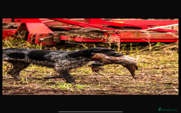 German Longhaired Pointer dogs for stud: German wire hair pointer available for stud  - Image 2