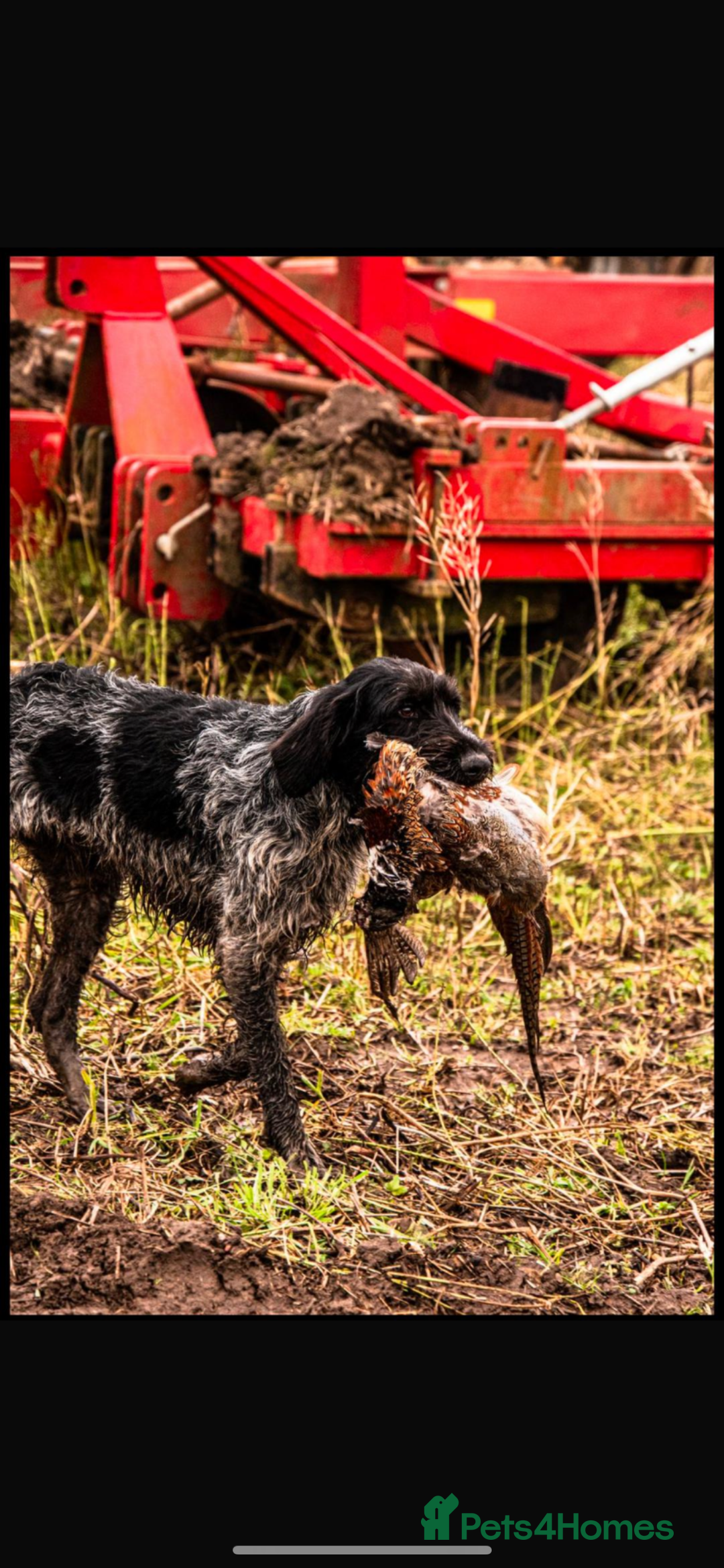 German Longhaired Pointer dogs for stud: German wire hair pointer available for stud  - Image 2