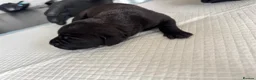 Cane Corso dogs for sale: Beautiful litter of cane corso  in Sheerness - Advert 25