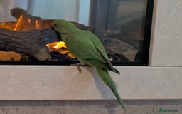 Ringnecks birds for sale: Hand reared ringneck - Image 5