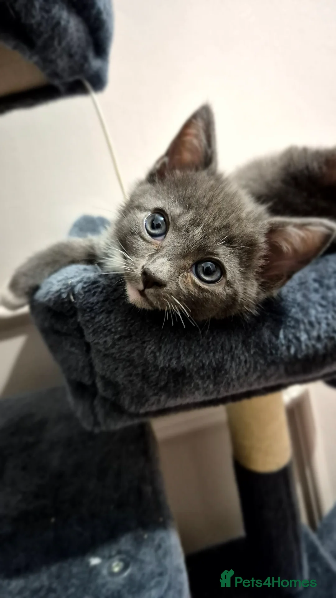 Mixed Breed cats for sale: Ragdol X Tuxedo Kittens -very affectionate lap cat - Advert 2