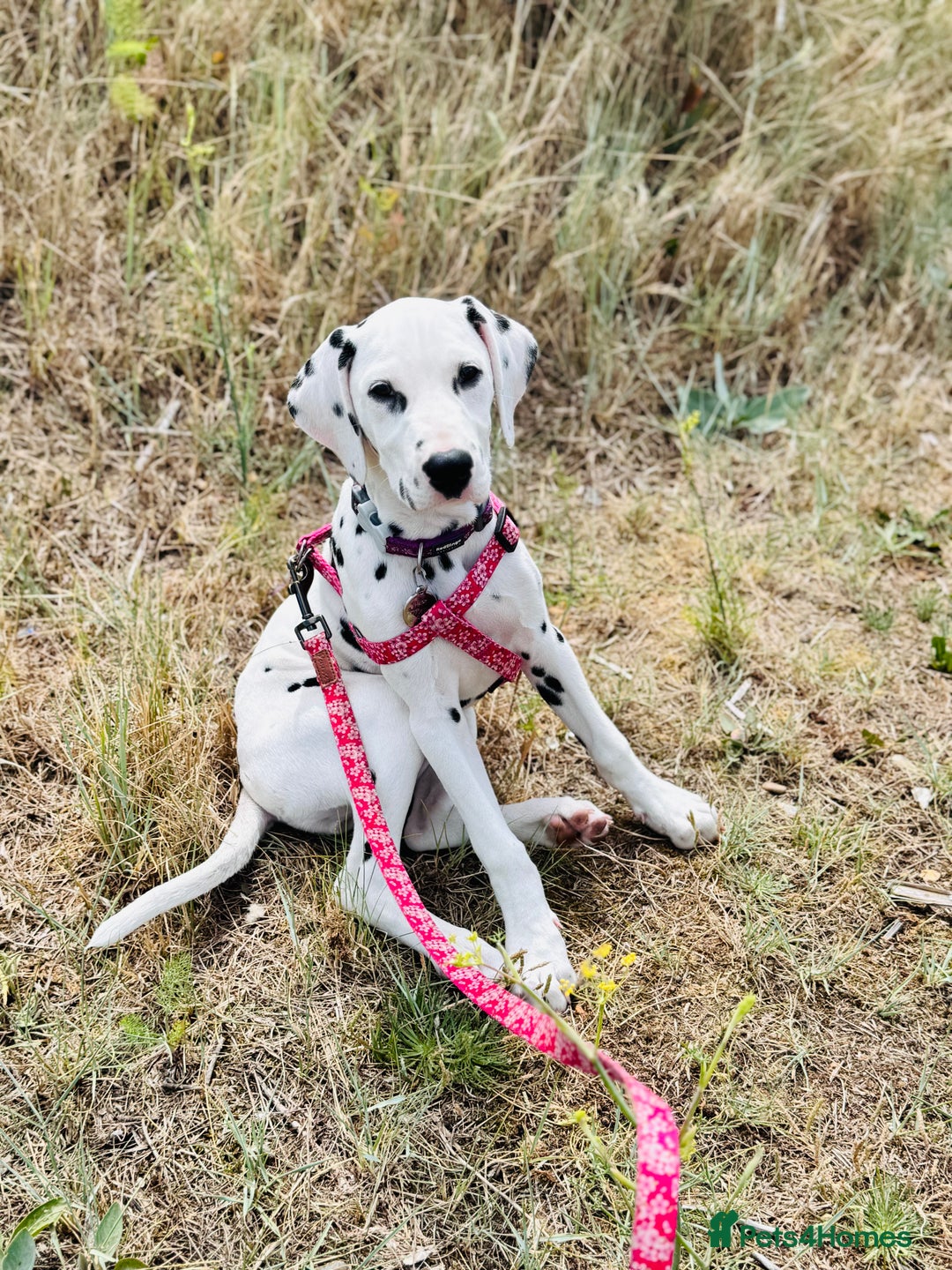 Dalmatian dogs for sale: KC Female Dalmatian  - Advert 6