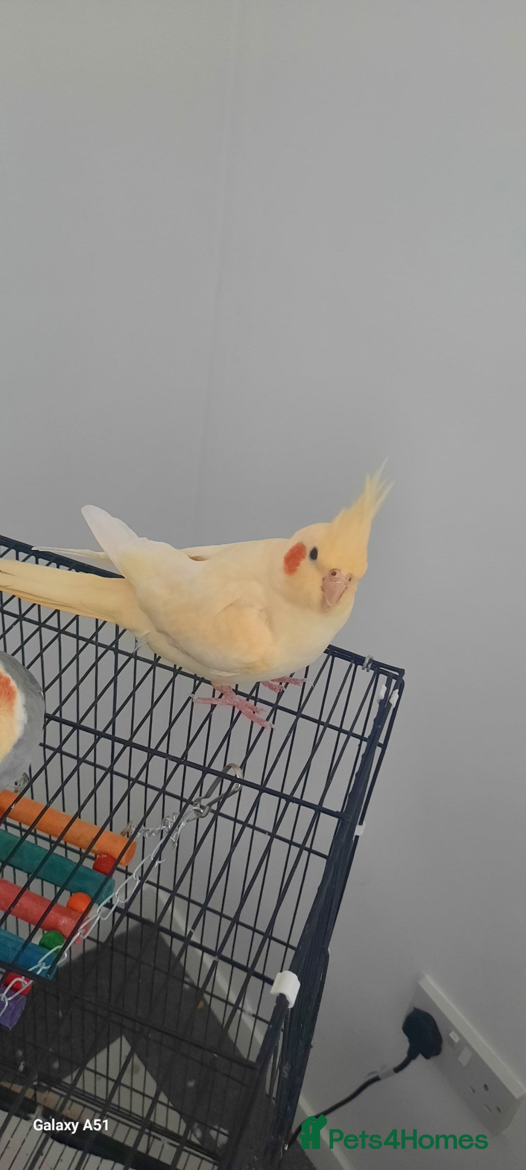 Cockatiels birds Female  - Advert 1