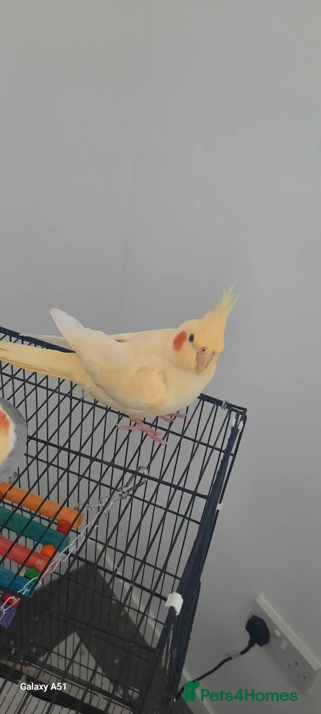 Cockatiels birds for sale: Female  in Glasgow - Advert 1