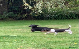 Miniature Dachshund dogs for sale: Beautiful mini daxi puppies pra clear READY NOW - Image 1