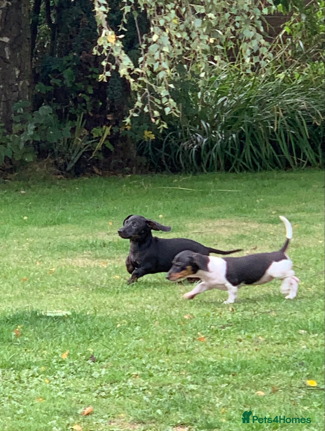 Miniature Dachshund dogs for sale: Beautiful mini daxi puppies pra clear READY NOW - Image 1