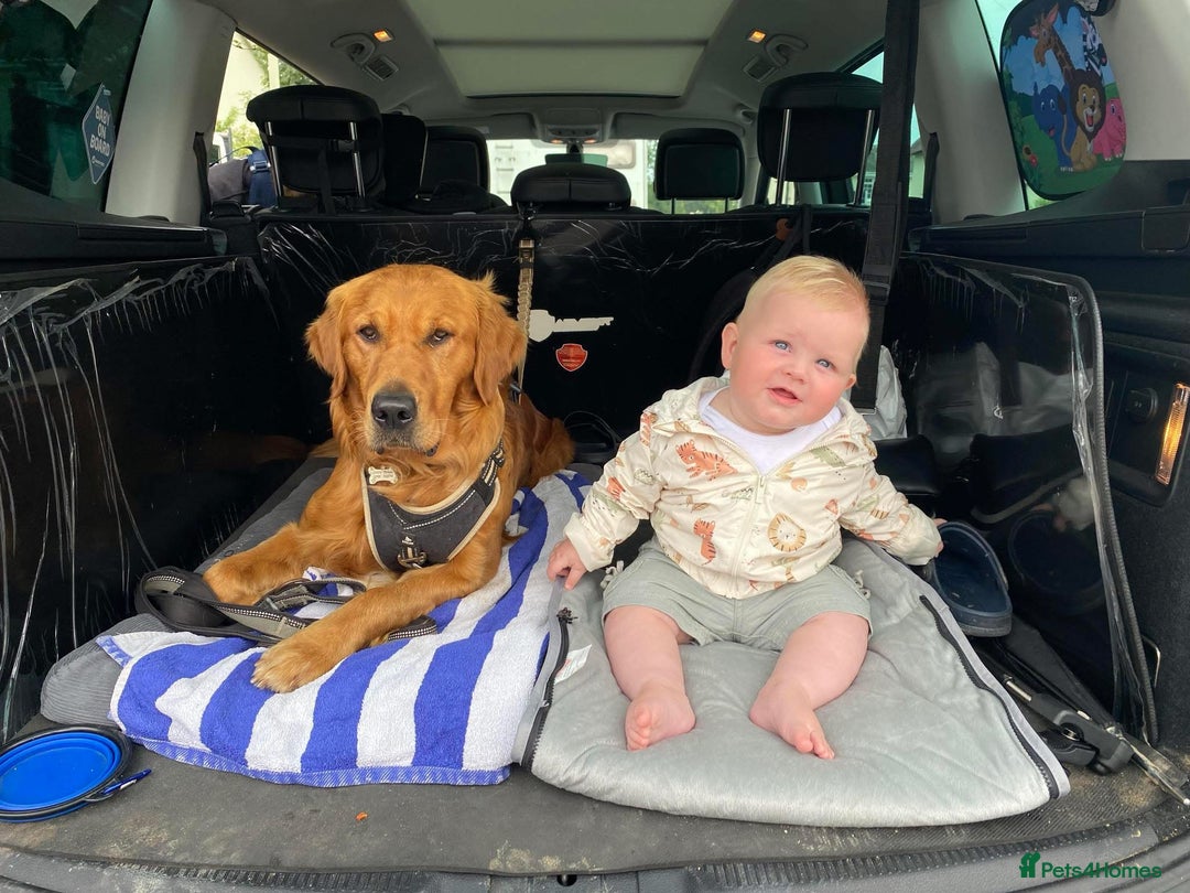 Golden Retriever dogs for sale: Deep Fox Red Golden Retriever Puppies  - Image 1