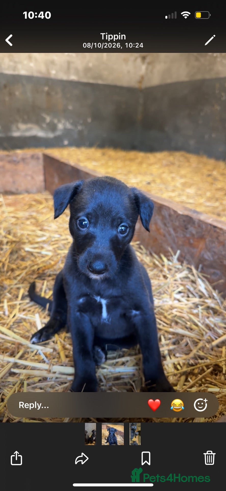 Bedlington Terrier dogs Beddlington x whippet pups  - Advert 1