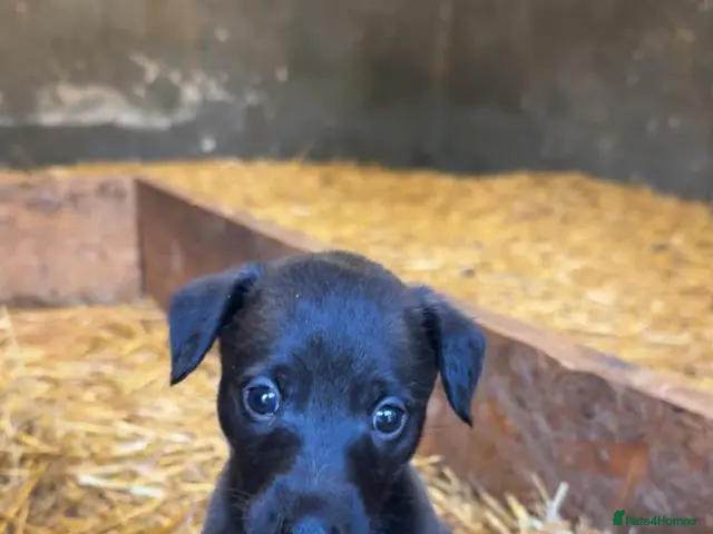 Bedlington Terrier dogs for sale: Beddlington x whippet pups - Advert 1