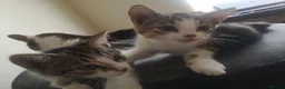 Mixed Breed cats for sale: 2 Beautiful kittens for sale - Advert 3