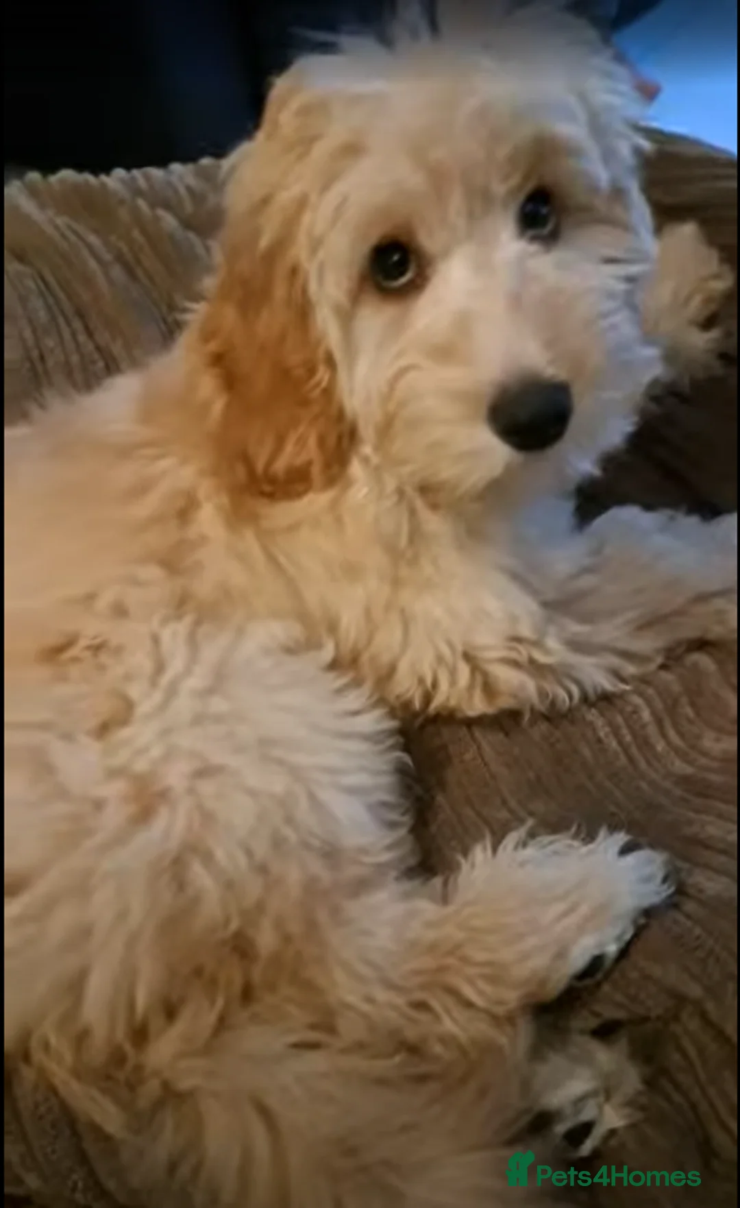 Cockapoo dogs for sale: Adorable, well behaved and trained Cockapoo in Basingstoke - Advert 1