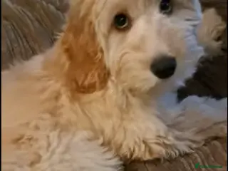 Cockapoo dogs Adorable, well behaved and trained Cockapoo - Advert 7