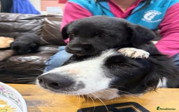 Borador dogs for sale: Collie cross Labrador  - Image 2