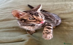 Bengal cats for sale: Stunning Glittered Pedigree Bengal Female TICA reg - Image 15