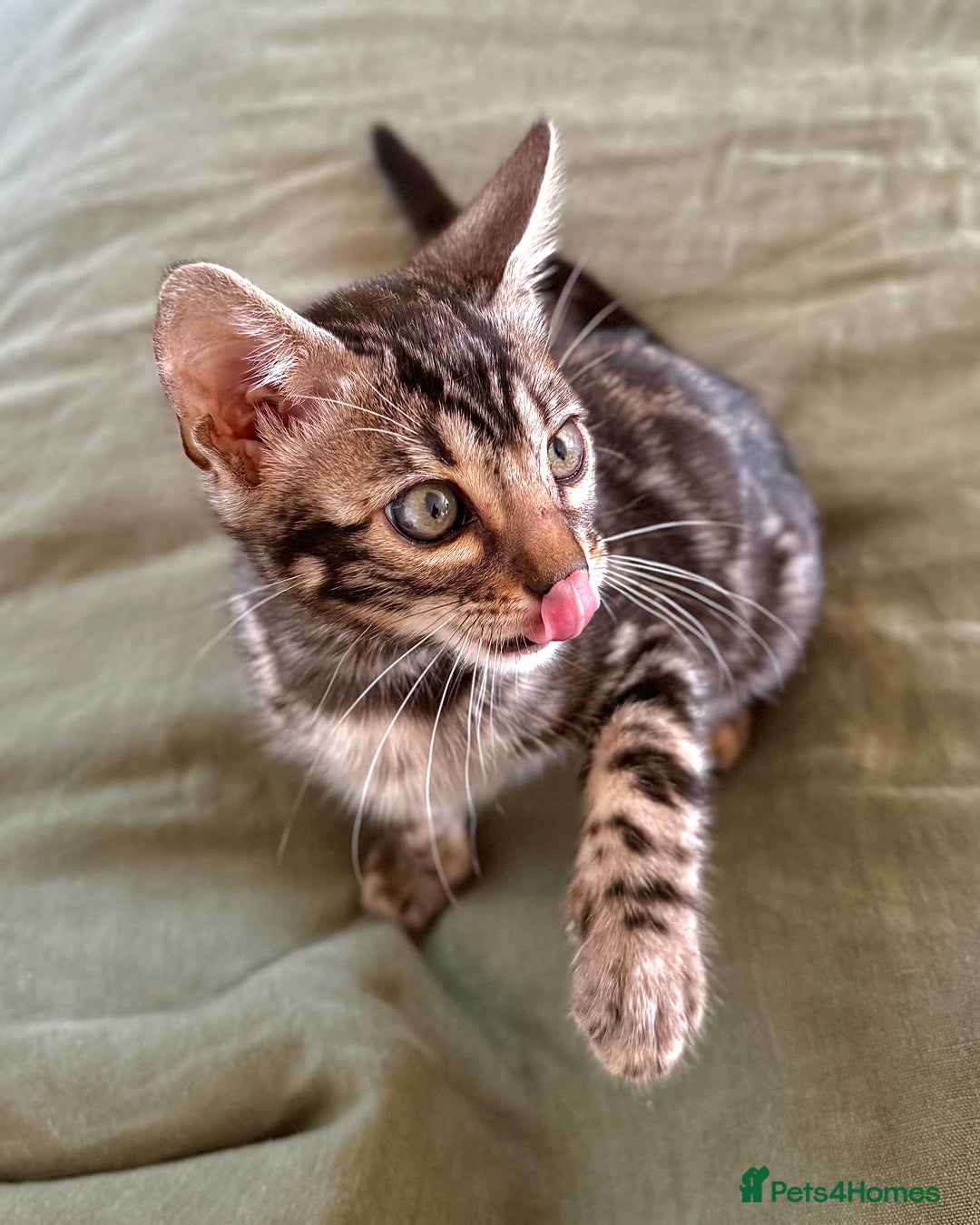 Bengal cats for sale: Stunning Glittered Pedigree Bengal Female TICA reg - Image 15