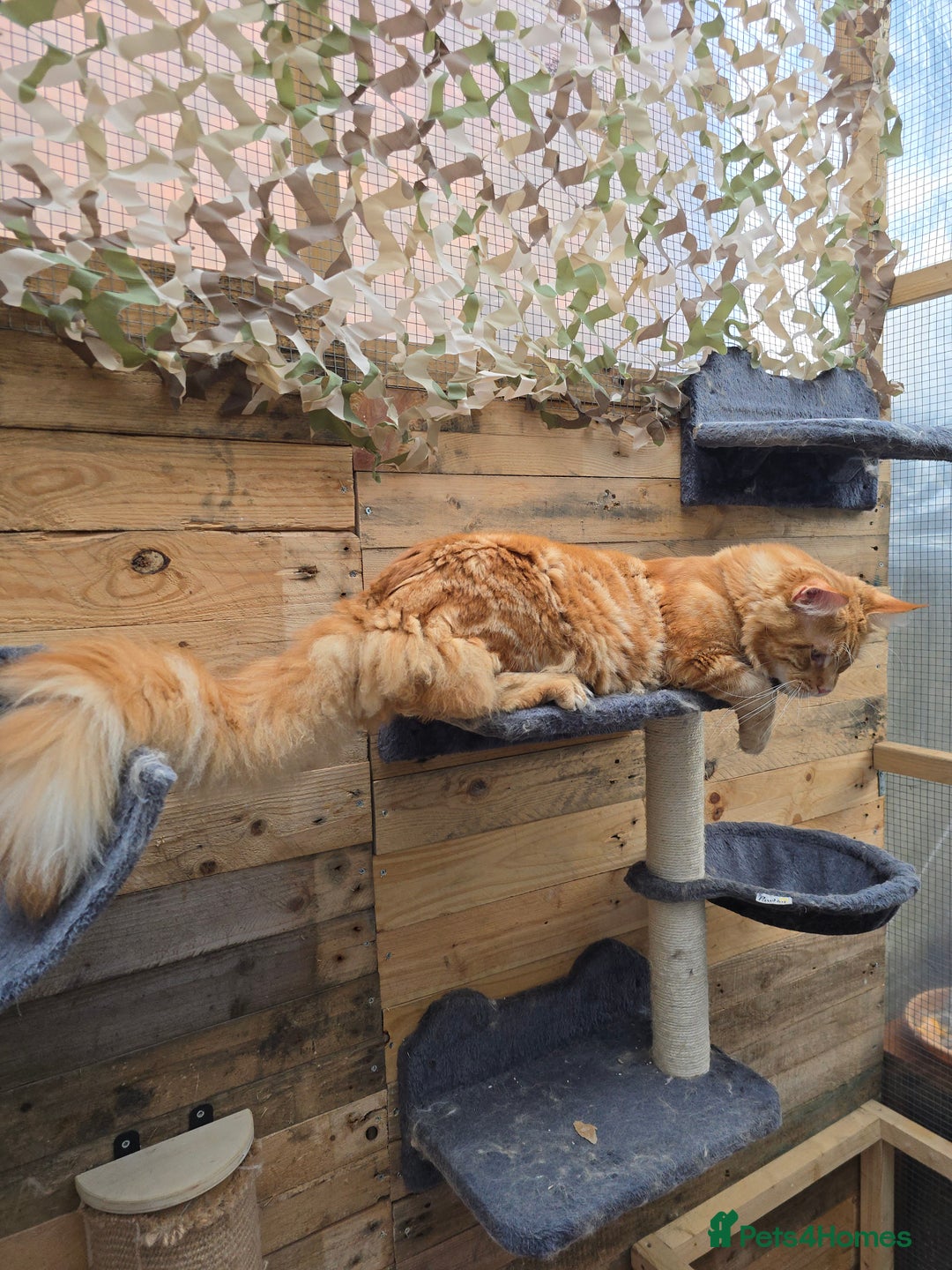 Maine Coon cats for sale: Maine Coon Kittens LARGE Blue/Black Tortie/Tabby - Advert 25