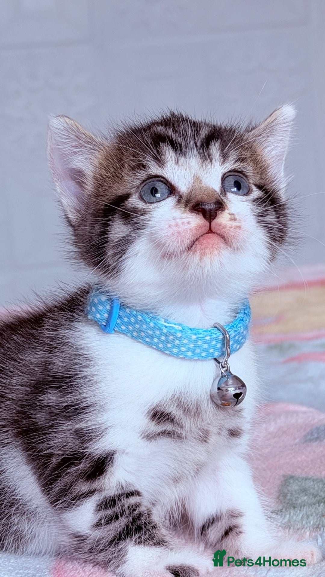 Mixed Breed cats 🩶Ragamuffin crossed Bengal kittens🩶 - Advert 6