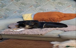 Mixed Breed dogs for adoption: CARA  - Image 4