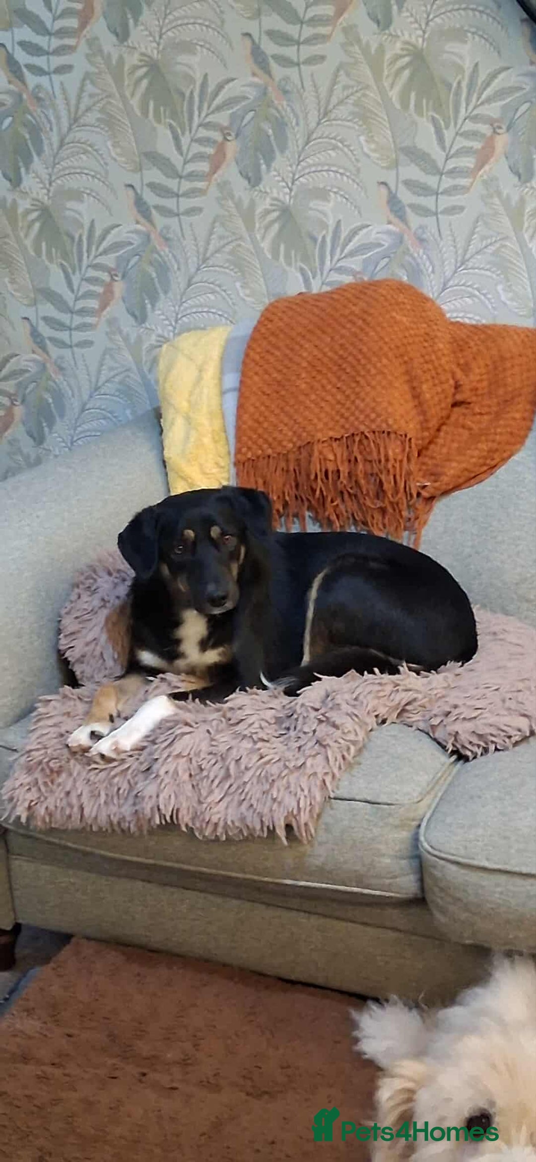 Mixed Breed dogs for adoption: CARA  - Image 4