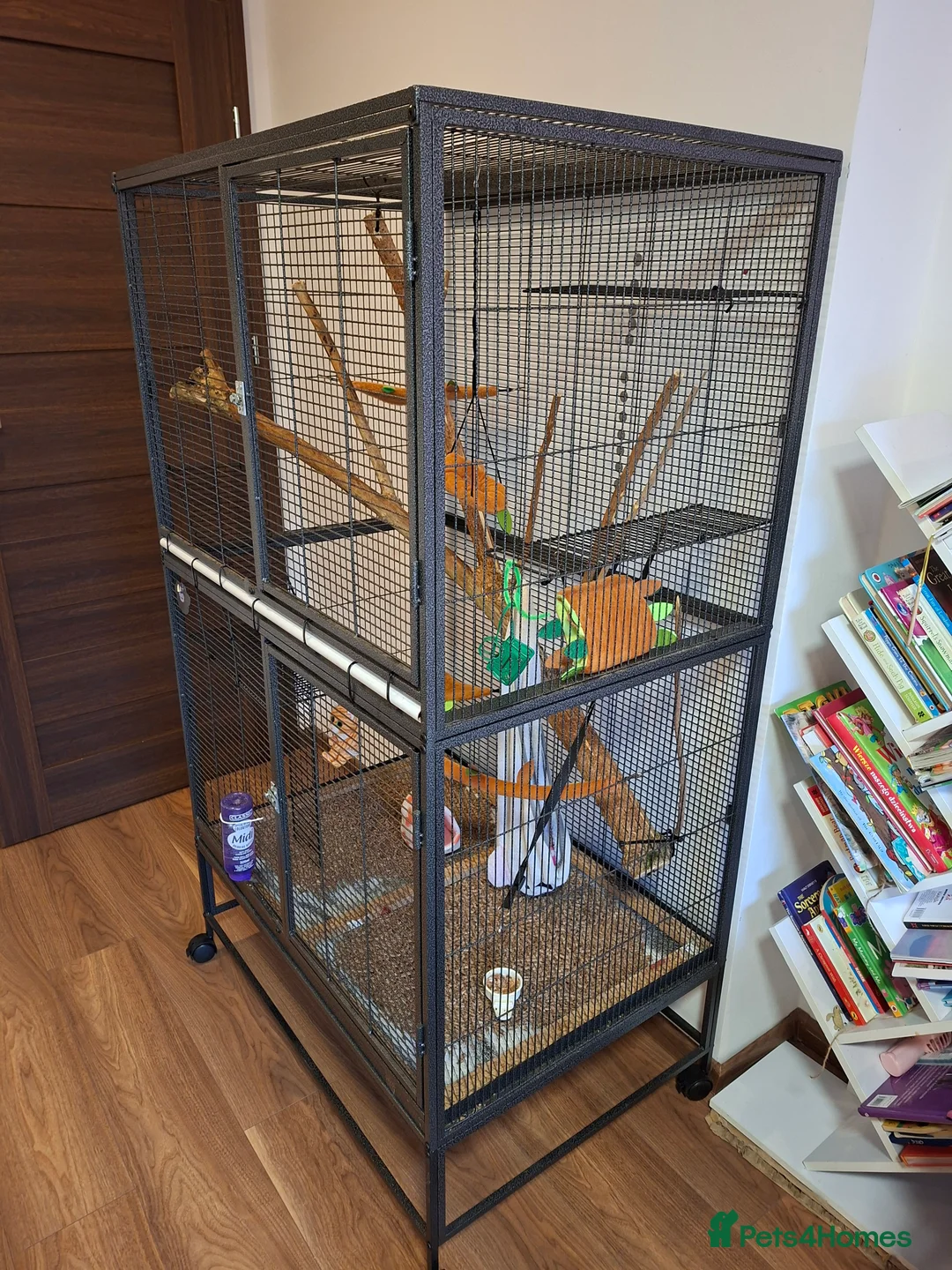 Sugar Glider rodents for sale: Two beautiful sugar gliders in Stoke-on-Trent - Advert 6