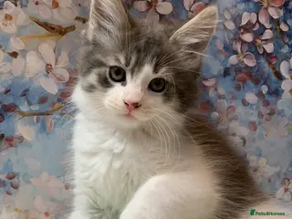 Maine Coon cats Maine Coon x Persian/Ragdoll Mix - Advert 4