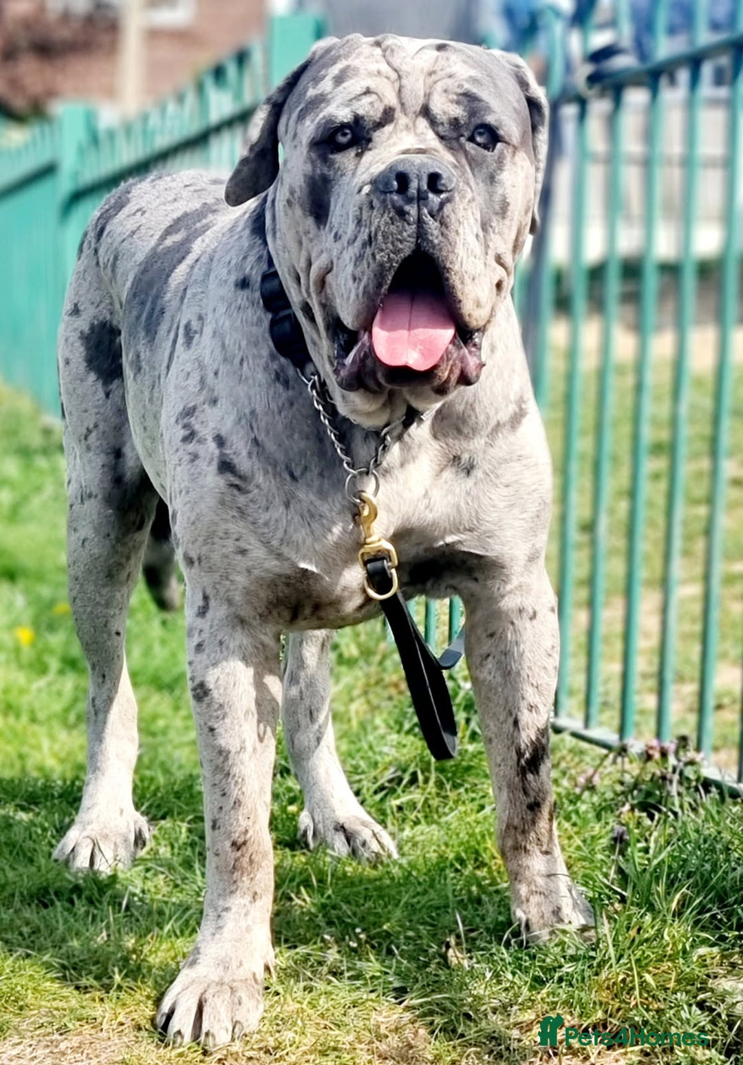 Cane Corso dogs for sale: Look 👀 absolutely stunning cane corso. - Image 21