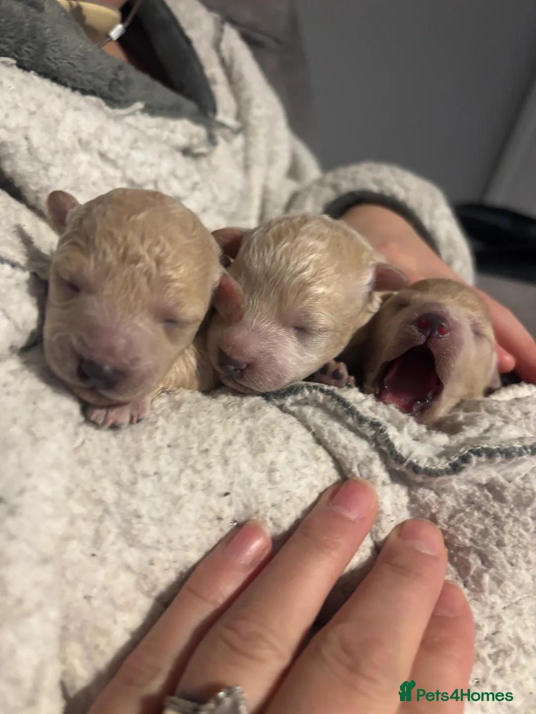 Poochon dogs for sale: Beautiful Poochon Puppies  - Advert 15