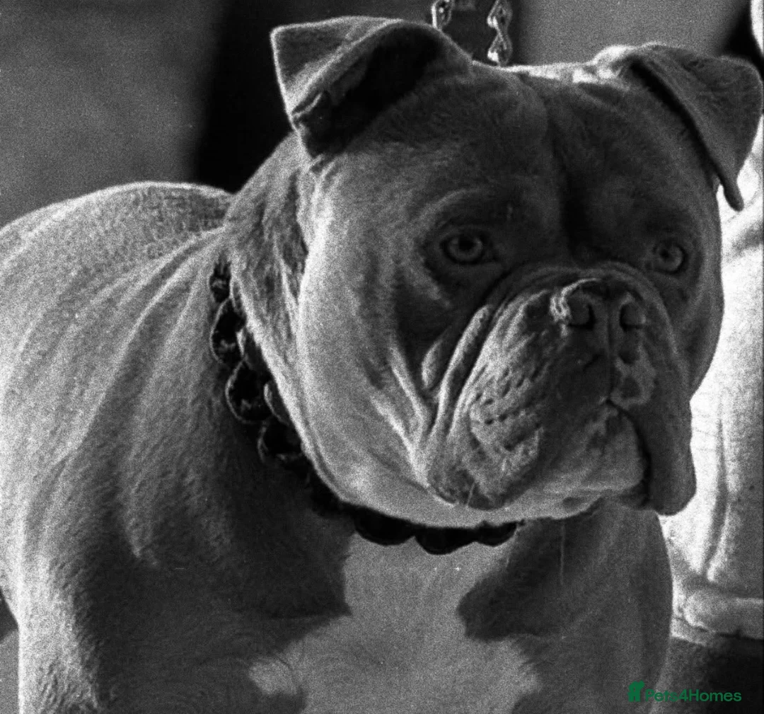 American Bully dogs for sale: Pocketbully male  - Advert 2