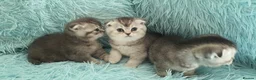 Scottish Fold cats for sale: Scottish fold for sale - Advert 2