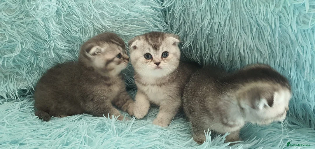 Scottish Fold cats for sale: Scottish fold for sale - Advert 2