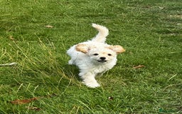 Labradoodle dogs for sale: Miniature labradoodle puppy girl  - Image 3