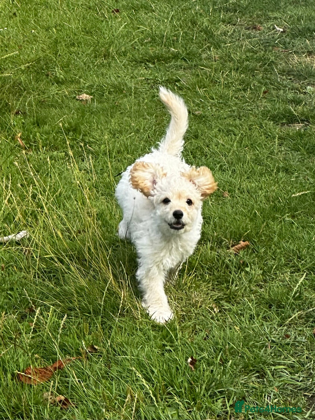 Labradoodle dogs for sale: Miniature labradoodle puppy girl  - Image 3