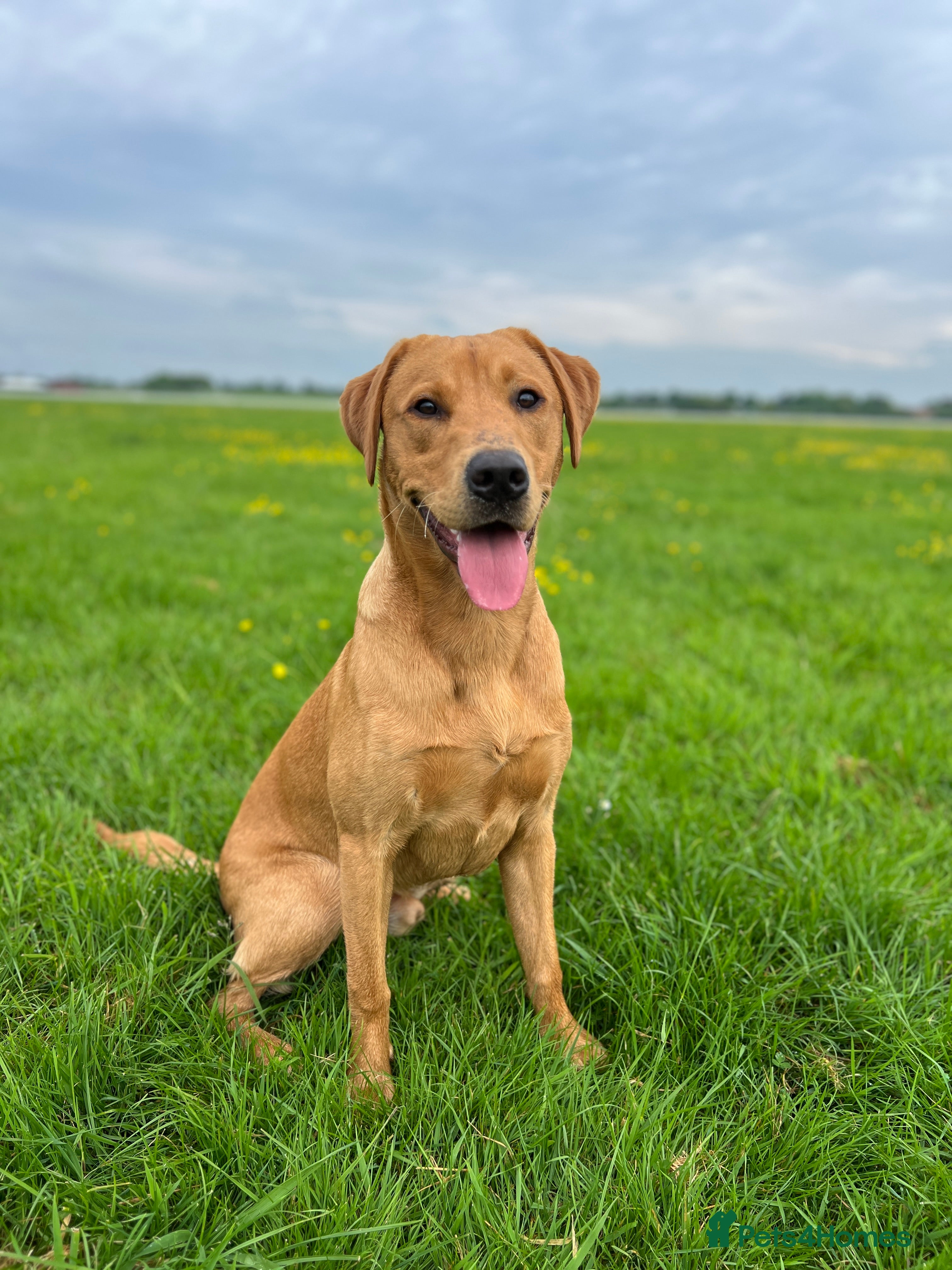 Labrador Retriever dogs Fox Red Labrador  in York - Advert 1