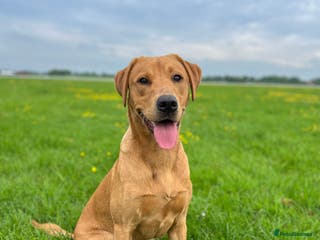Labrador Retriever dogs Fox Red Labrador in York - Advert 1