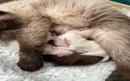 Exotic cats for sale: Last Remaining Exotic Shorthair Boy - Image 14