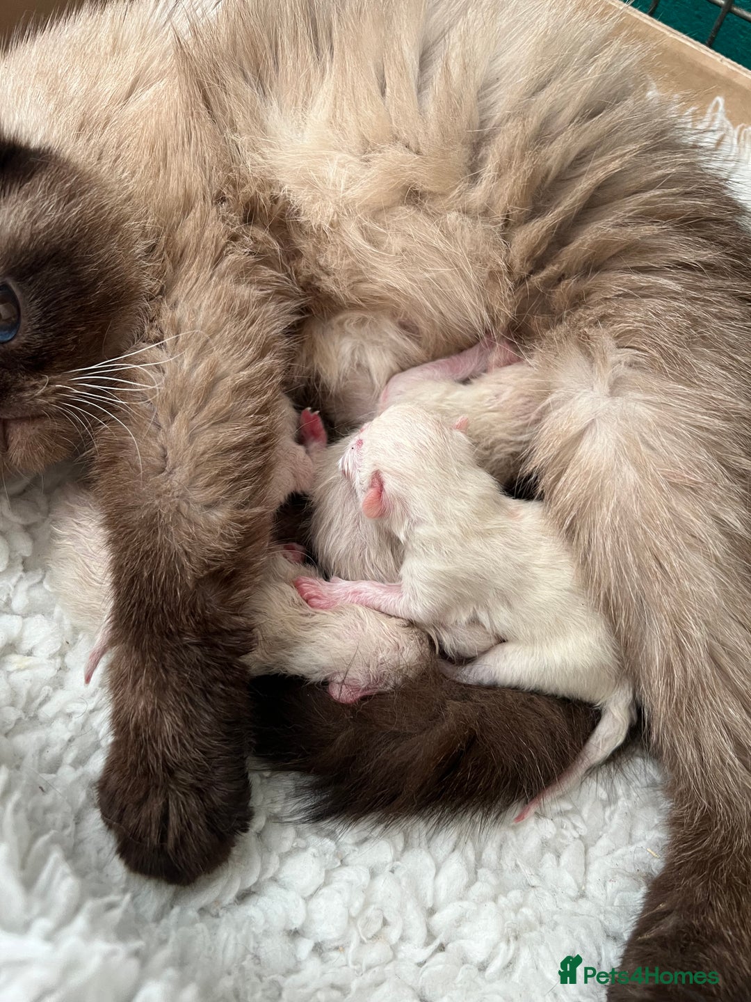 Exotic cats for sale: Last Remaining Exotic Shorthair Boy - Image 14