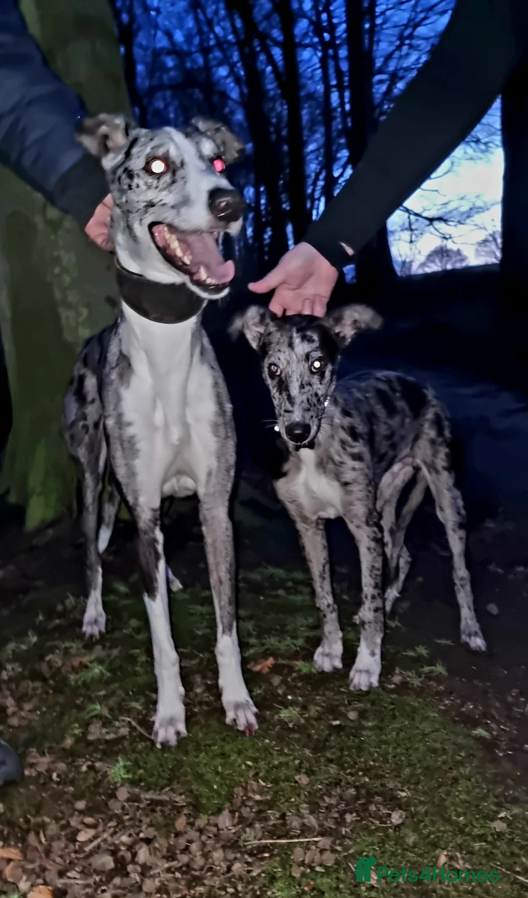 Lurcher dogs for stud: Merle lurcher for stud  in Rotherham - Advert 7