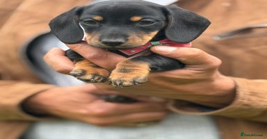 Miniature Dachshund dogs - Advert 16