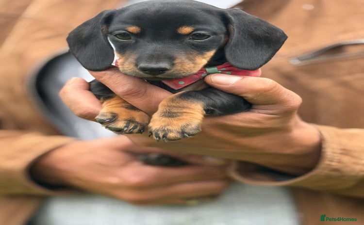 Miniature Dachshund dogs - Advert 1