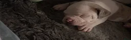 Mixed Breed dogs for sale: Tri Merle Staff lovely colours  in Hemel Hempstead - Advert 16