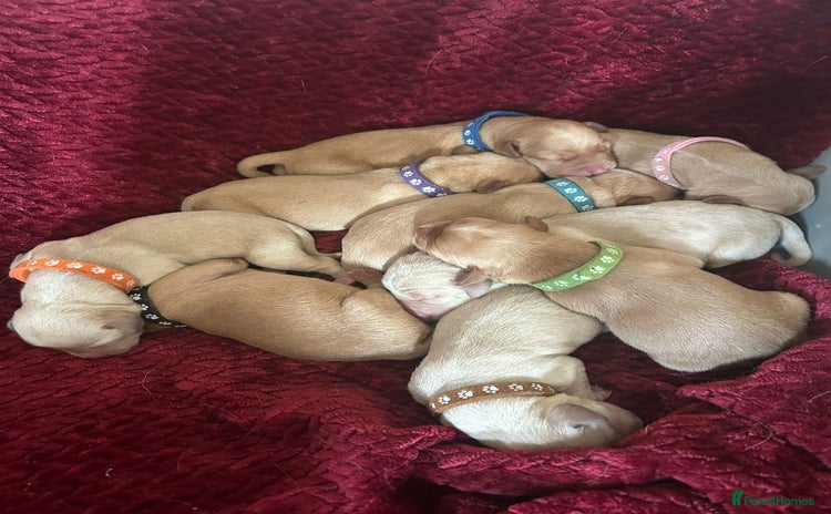 Goldador dogs - Advert 1