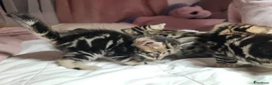 Bengal Kitten 2
