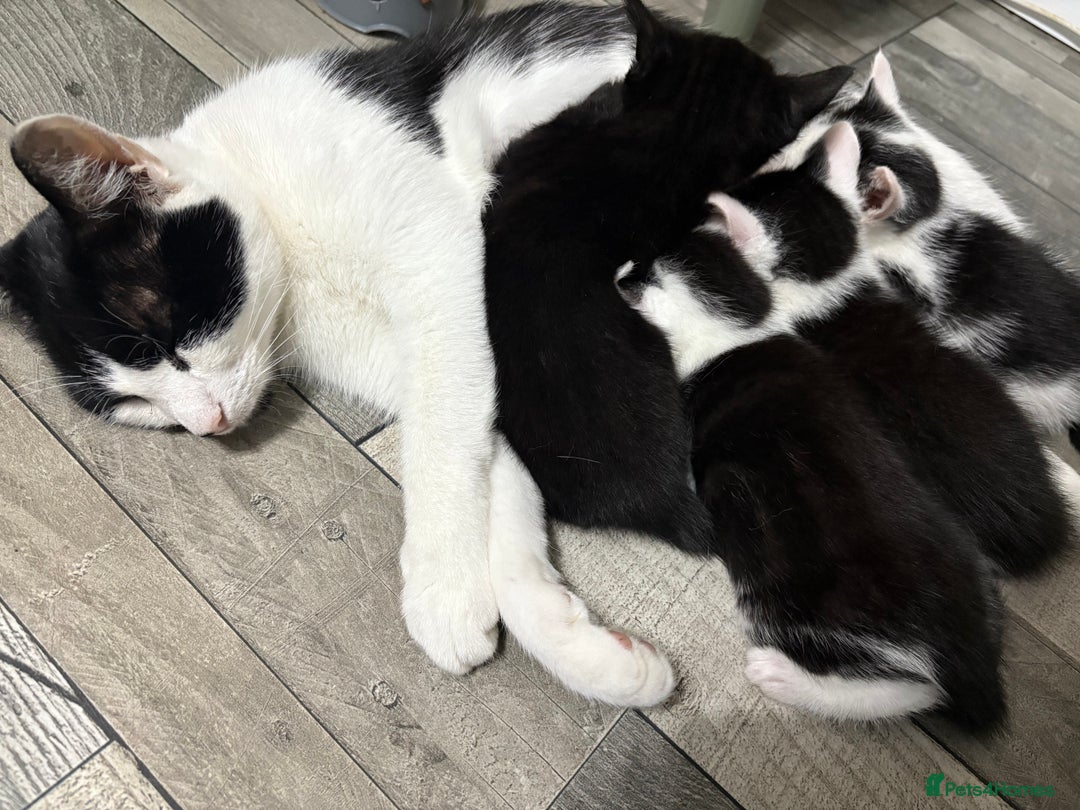 Brazilian Shorthair cats for sale: 2 female kittens for sale  - Image 4
