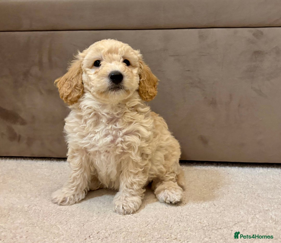 Poochon dogs for sale: Stunning Rare Phantom True Miniature Poochons - Advert 6