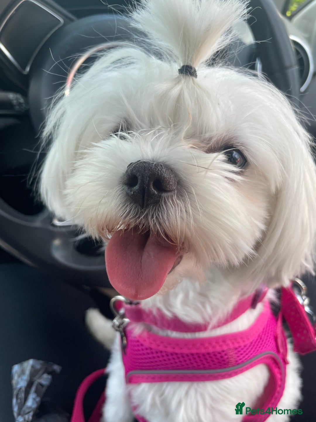 Maltese dogs for sale: KC Reg Korean Maltese girls - Image 37