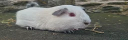 Guinea Pig rodents for sale: Male smooth haired guinea pigs - Advert 10