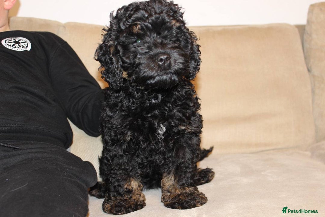 Cockapoo dogs for sale: Gorgeous 3-Month-Old F1 American Cockapoo Girl - Advert 6