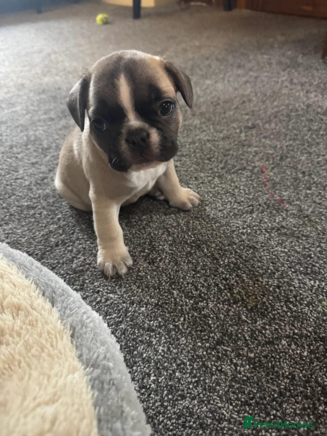 French Bulldog dogs for sale: DWKC Registered Puppies – Health Tested  - Advert 16